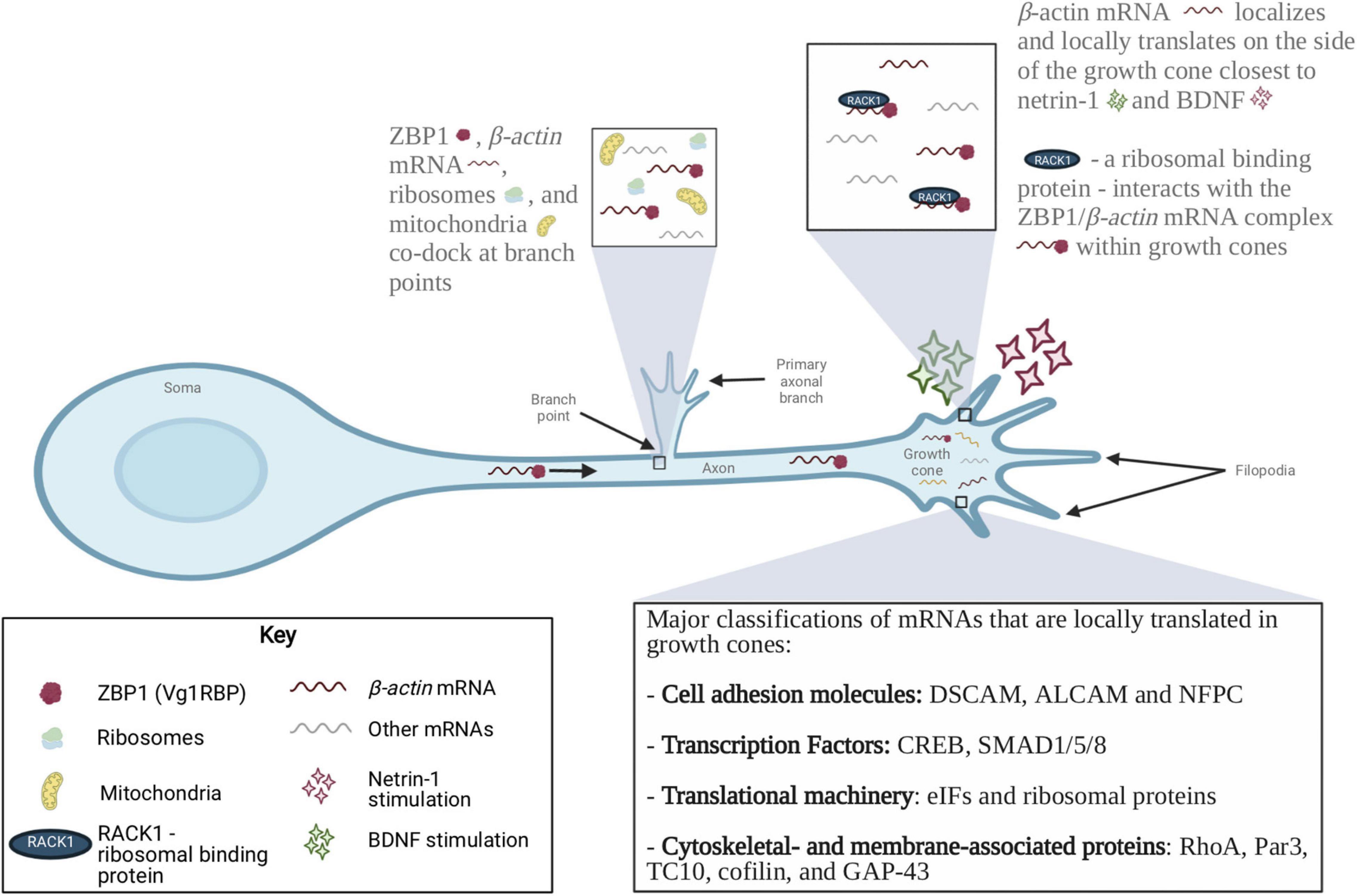 Local Protein Synthesis and Spine Morphogenesis: Fragile X Syndrome and  Beyond