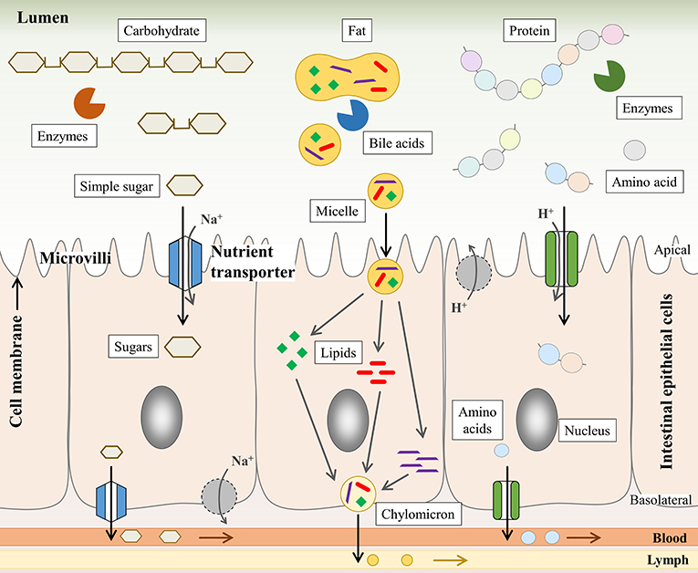Figure 2 - The aim of digestion is to break nutrients down into small parts that can be absorbed by intestinal epithelial cells.
