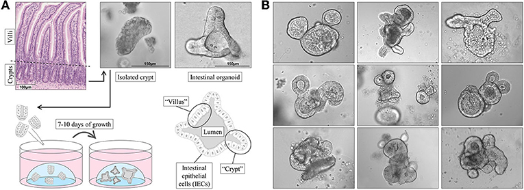 Figure 3 - (A) Intestinal organoids can be grown from isolated crypts in 7–10 days.