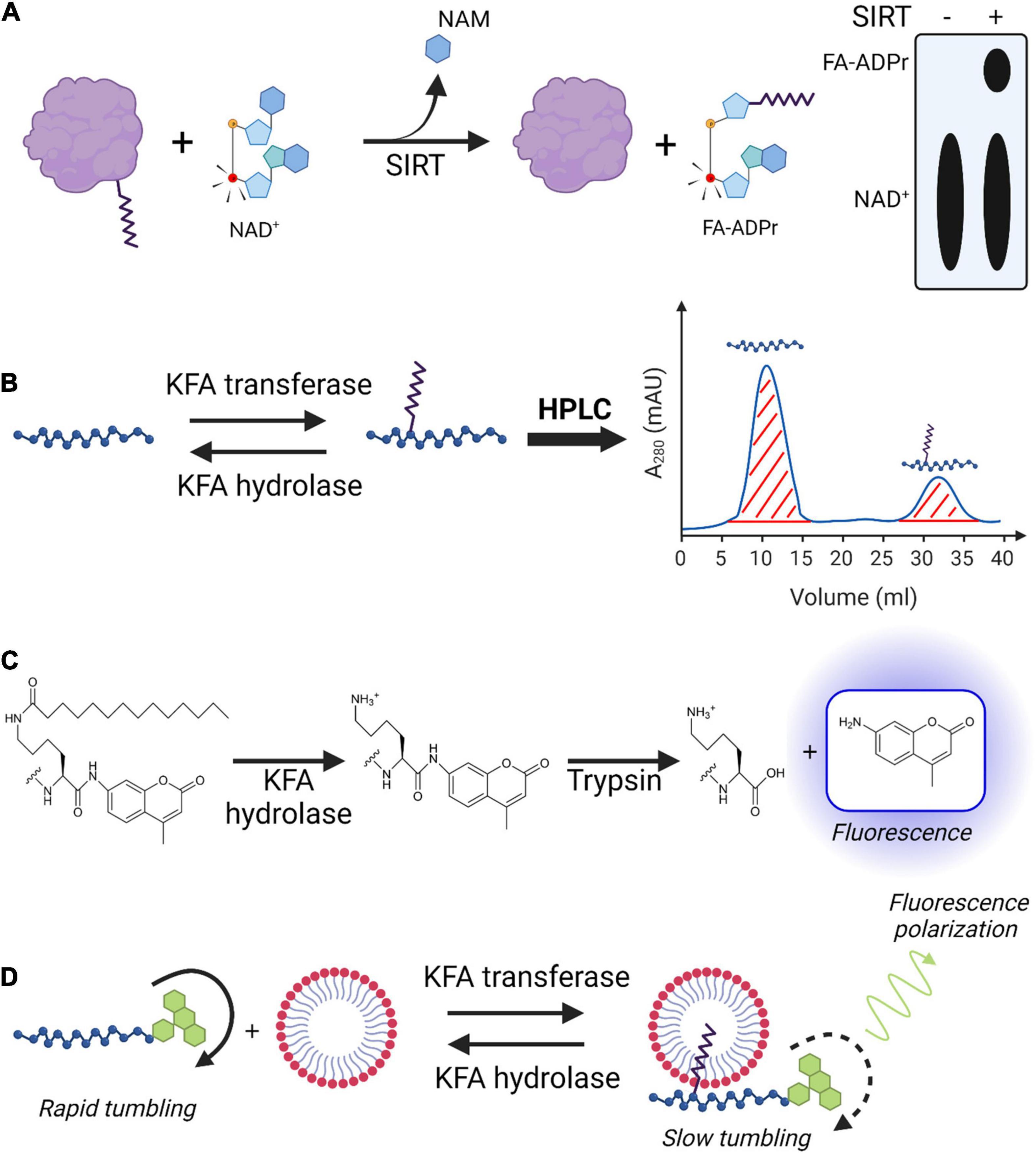 Protein Lipidation: Occurrence, Mechanisms, Biological Functions, and  Enabling Technologies