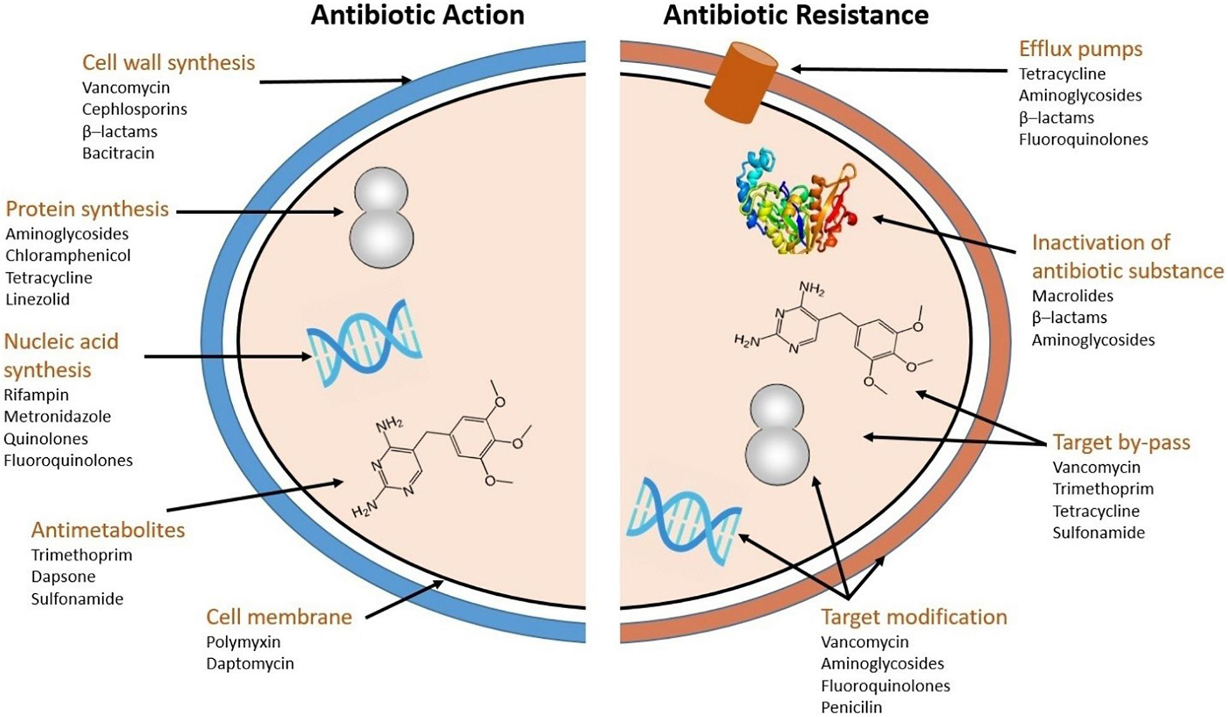 Radiation-resistant bacterium could be key to faster, safer, more