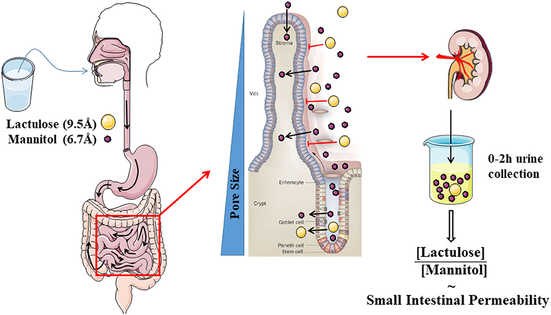 Estimulantes naturales de la motilidad intestinal