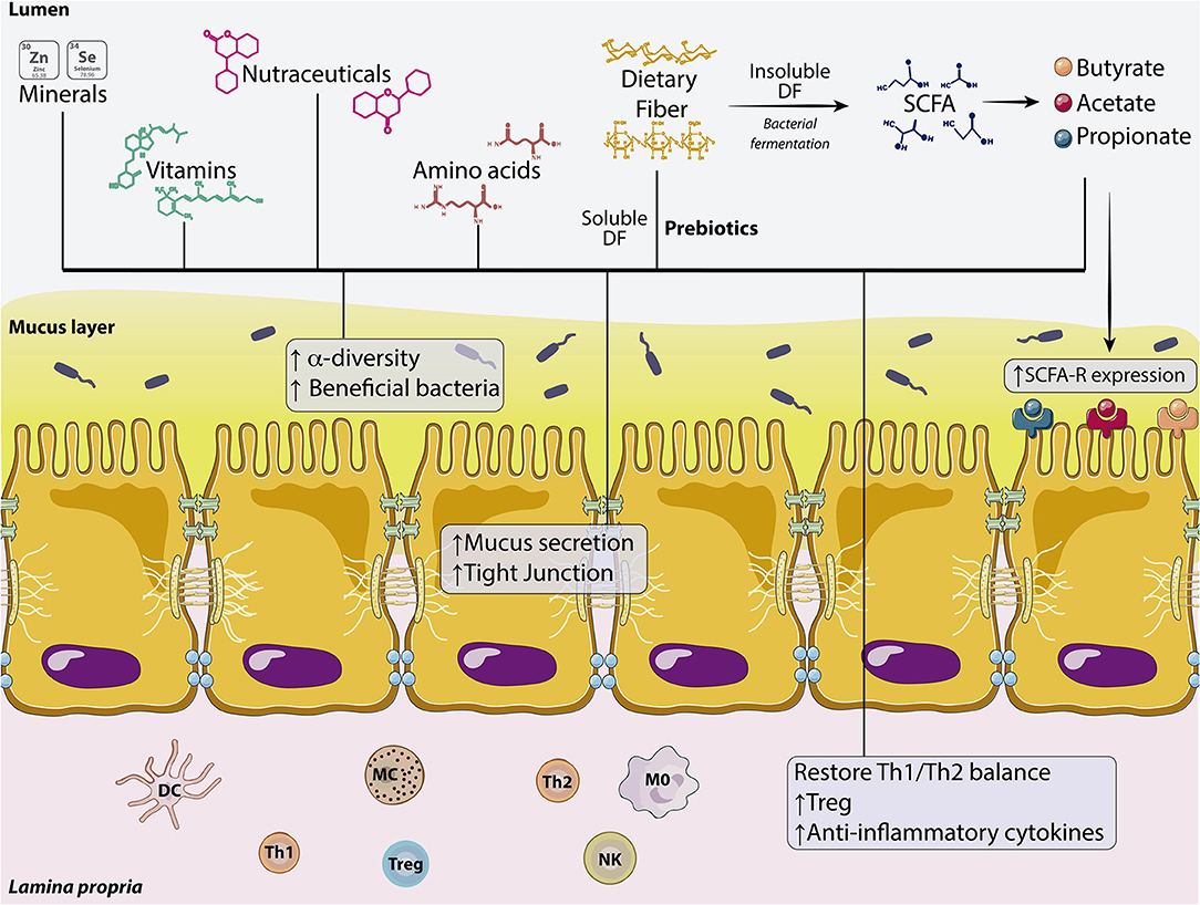 Frontiers | Present and Future Therapeutic Approaches to