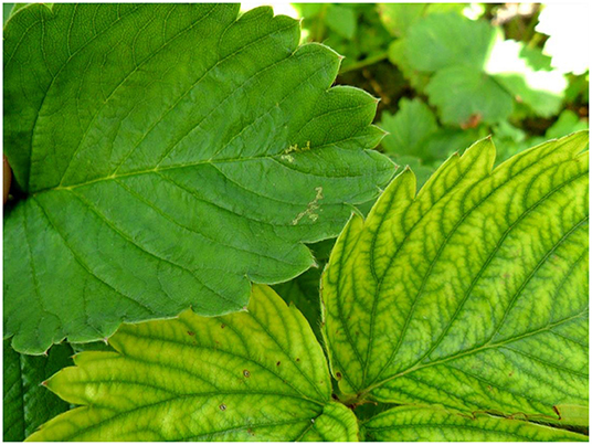 Figure 1 - A chlorotic strawberry leaf (right) compared to a healthy one (left).