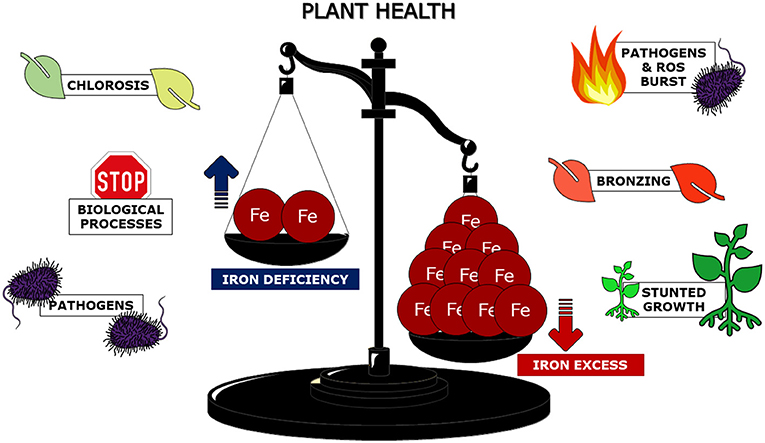 Figure 3 - The proper balance of iron within plant cells is necessary for plant health.