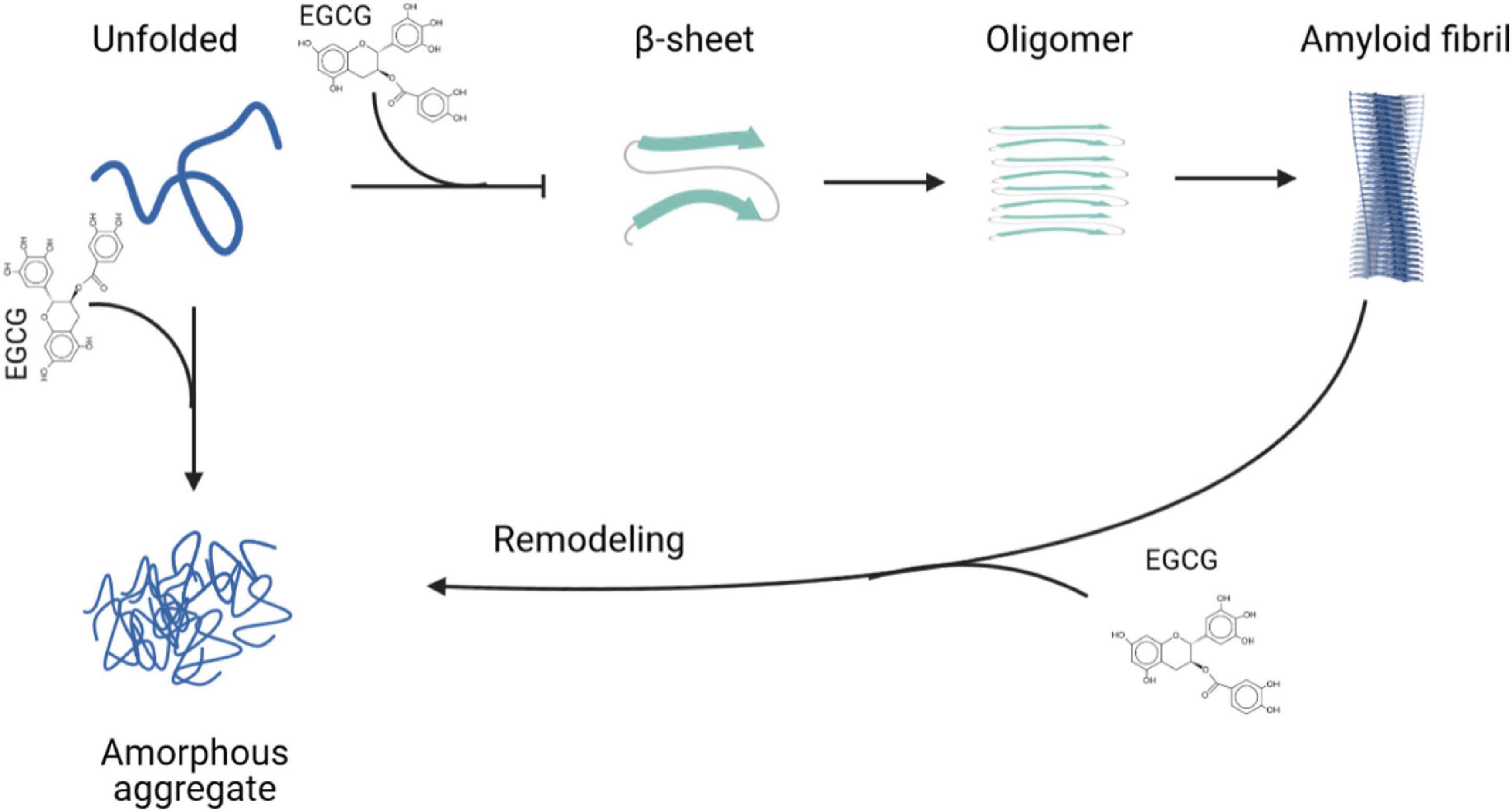 Comparison of Three Amyloid Assembly Inhibitors: The Sugar scyllo