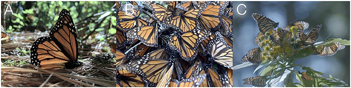 Figure 1 - (A) Monarch butterfly.