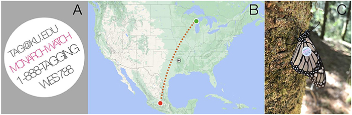 Figure 2 - (A) To track its migration route, a monarch butterfly was tagged by Monarch Watch on September 20, 2016 and released from Egg Harbor, Wisconsin, USA.