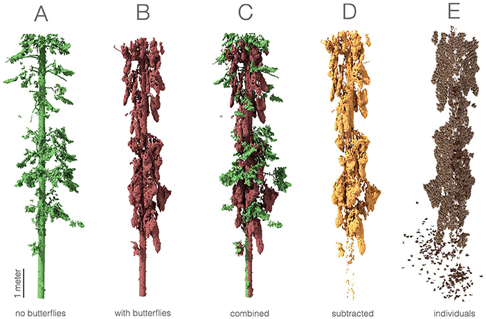 Figure 3 - Three-dimensional models of Oyamel fir trees in central Mexico, based on LiDAR.