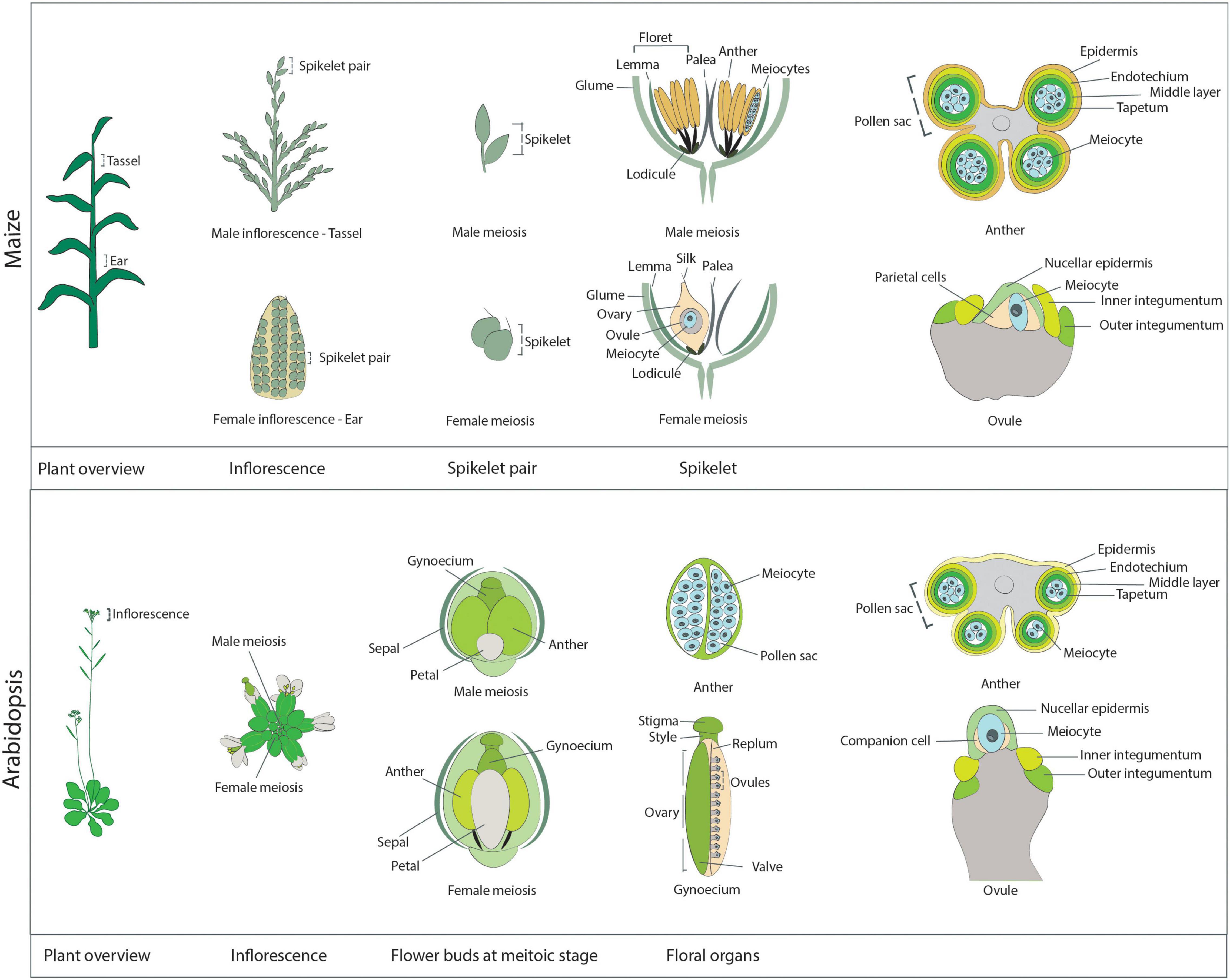 meiosis stages under microscope