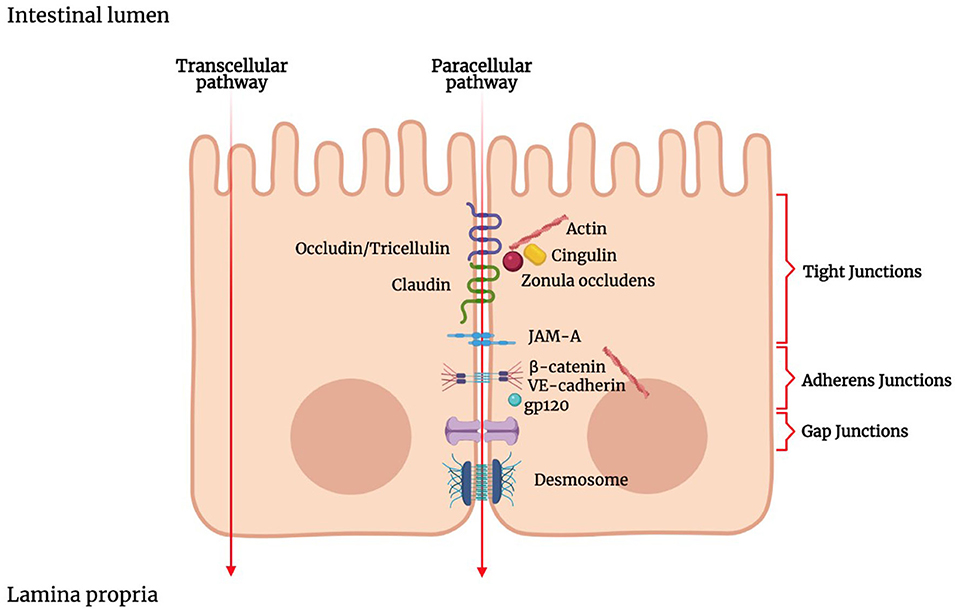 Descompune Religios condițional lamina propria of intestinal epithelium ...