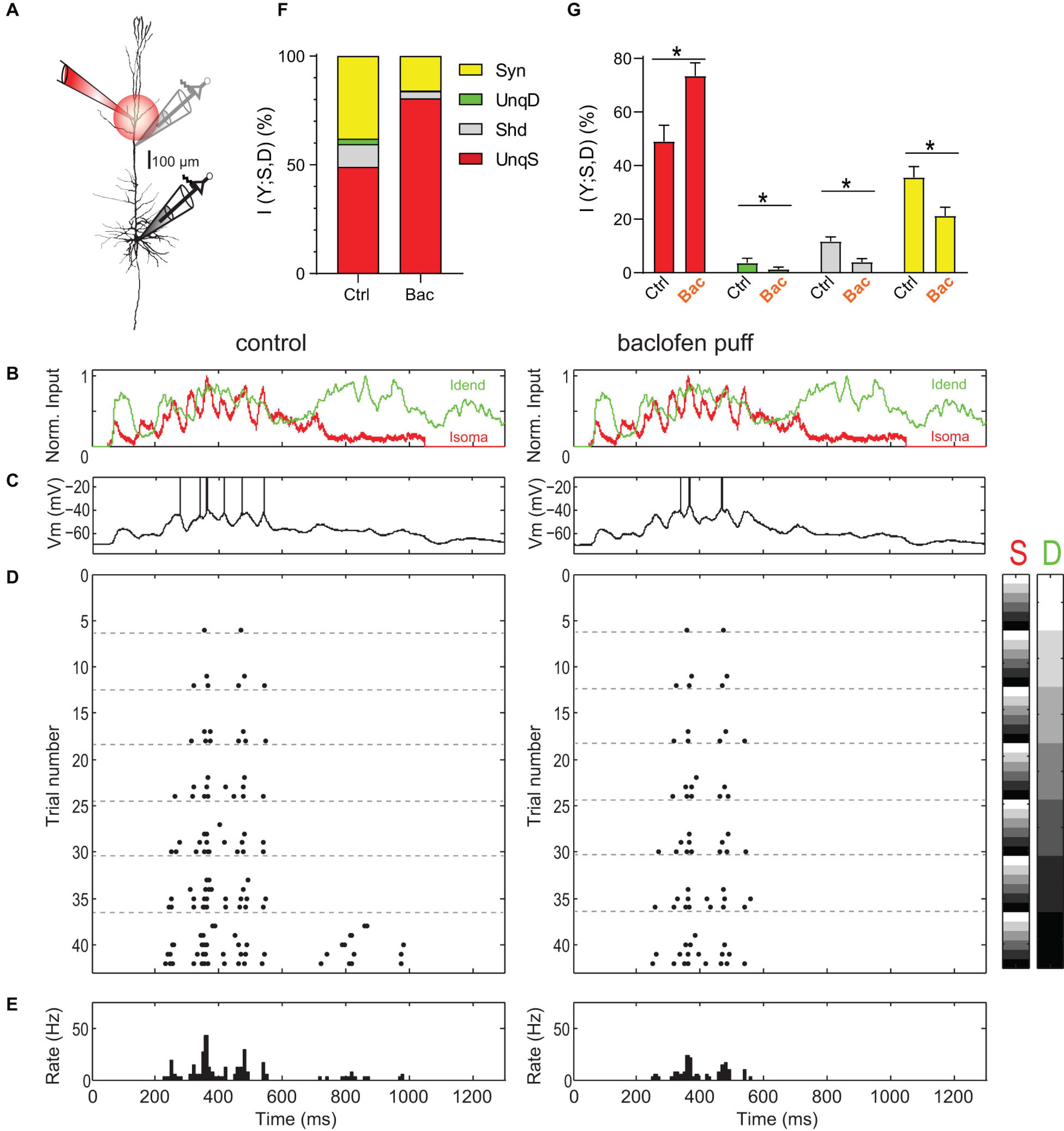 Dynamic compartmental computations in tuft dendrites of layer 5 neurons  during motor behavior