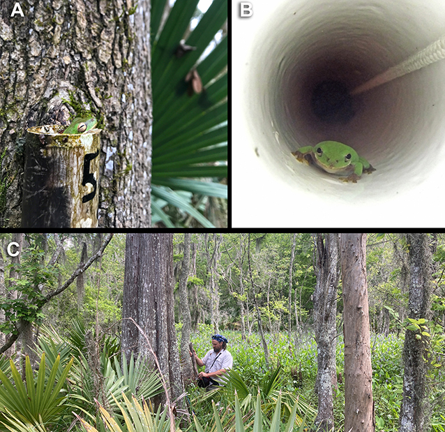 Figure 1 - Plastic pipes were hung from trees at the Barataria Preserve, and scientists checked them for the presence of treefrogs.