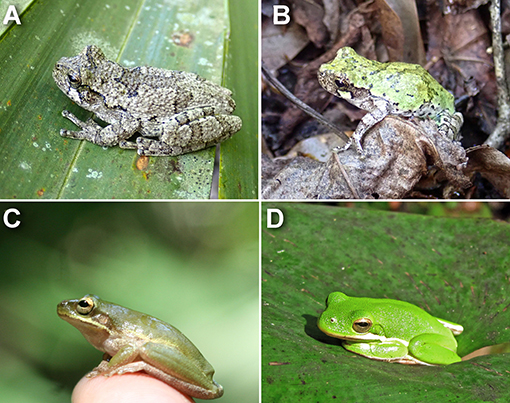 Figure 2 - Treefrog species at the Barataria Preserve.