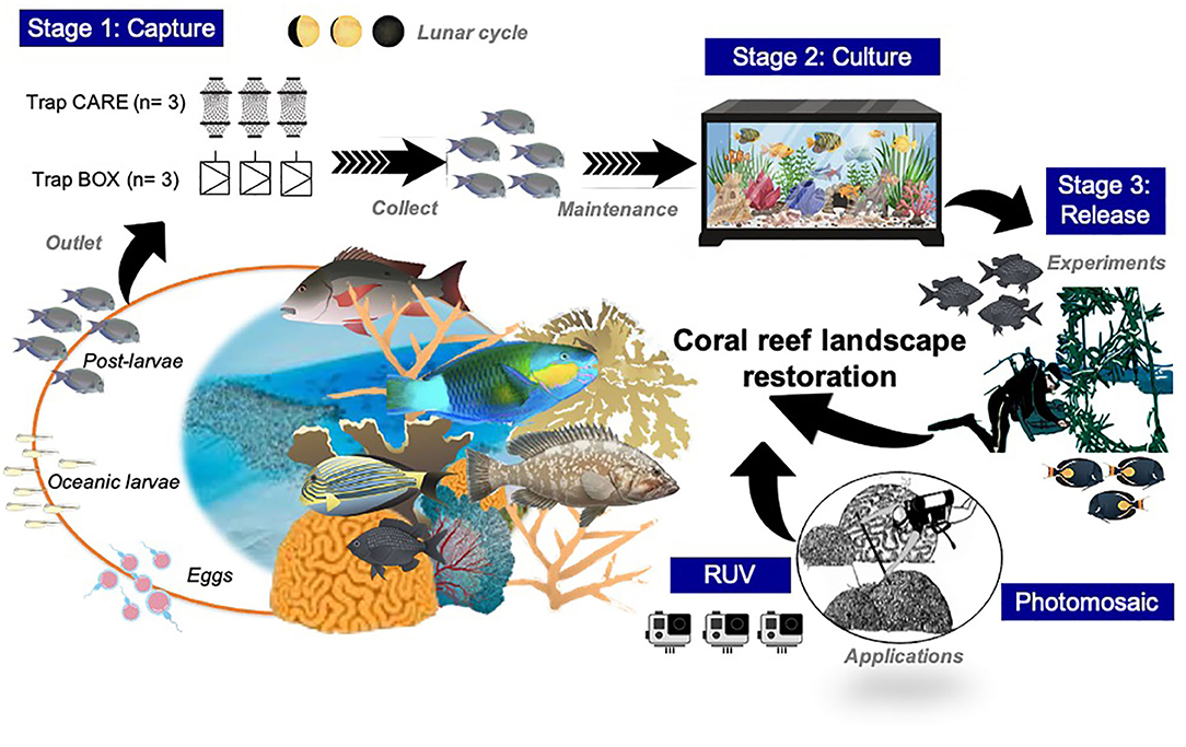 When releasing reef fish, using the right tool with the right technique  makes a difference