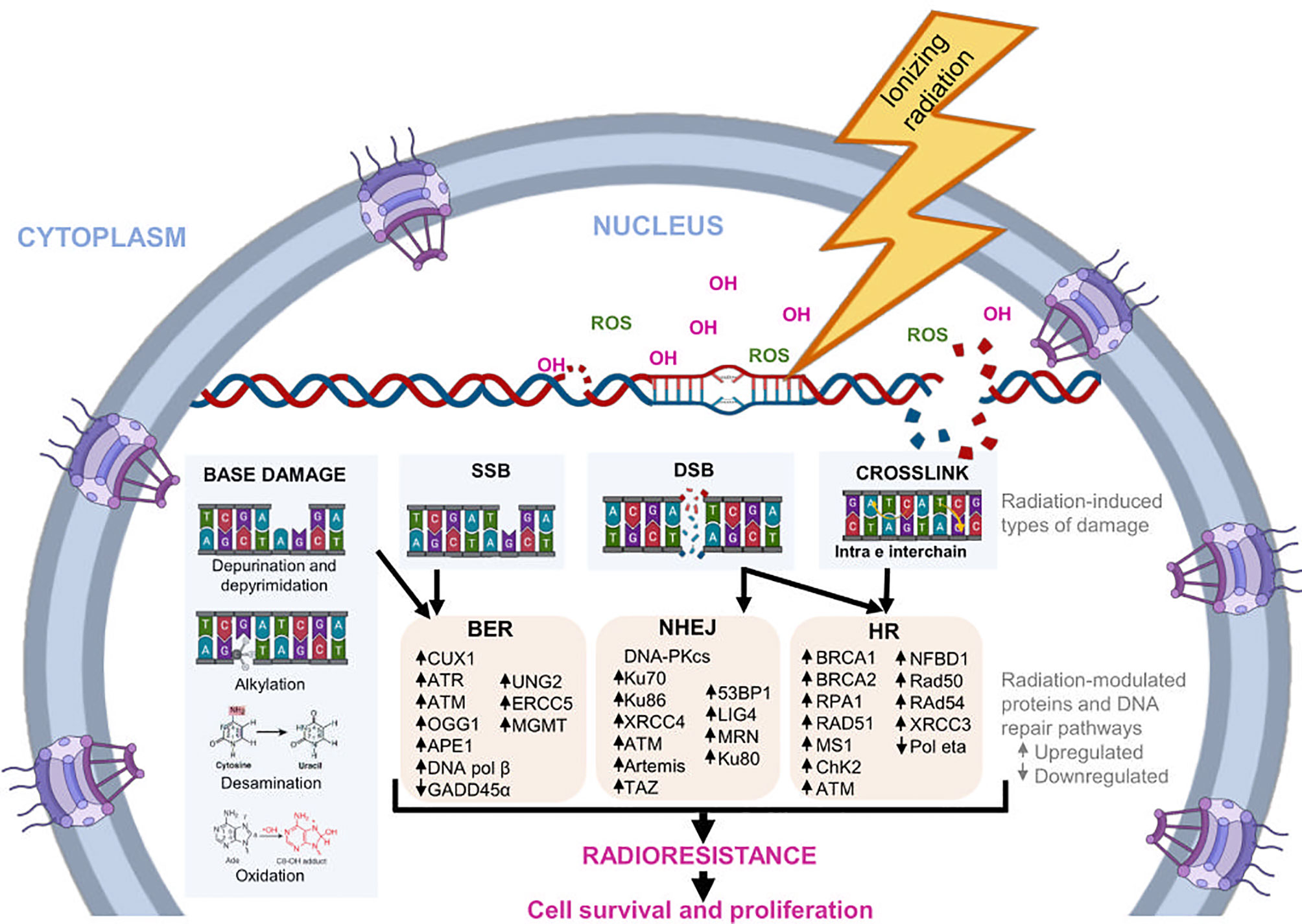 Mitochondrion‐Anchoring Photosensitizer with Aggregation‐Induced Emission  Characteristics Synergistically Boosts the Radiosensitivity of Cancer Cells  to Ionizing Radiation - Yu - 2017 - Advanced Materials - Wiley Online  Library