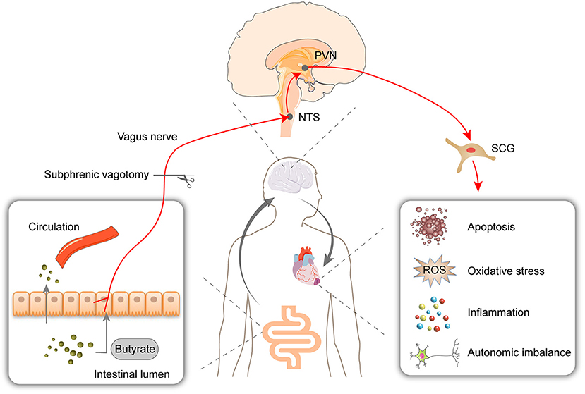 Frontiers | Oral Supplementation With Butyrate Improves Myocardial ...