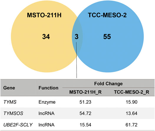 mesothelioma 10 year survival rate