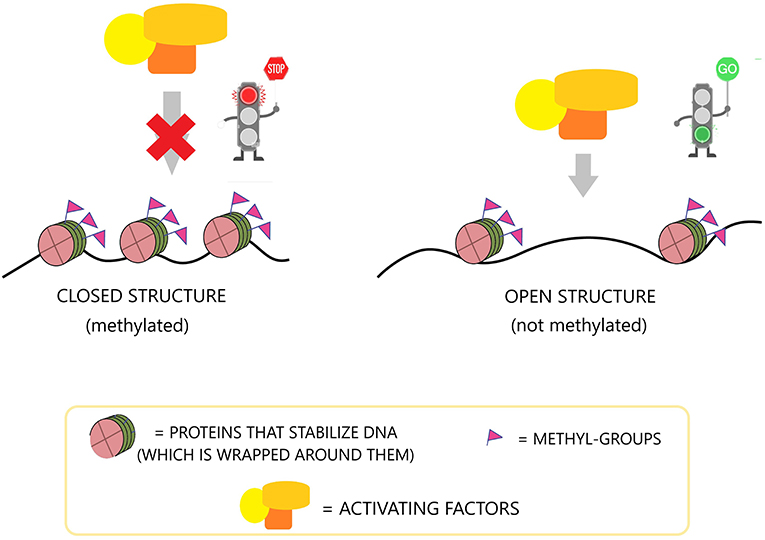 Figure 1 - Epigenetic mechanisms, such as DNA methylation (flags), affect the activity of DNA molecules by regulating whether the DNA is “open” (functional/active) or “closed” (inactive).