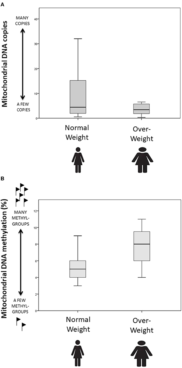 Figure 3 - (A) The number of copies of mitochondrial DNA is reduced in obese and overweight girls compared with lean girls.