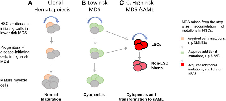 Frontiers Stem Cells In The Myelodysplastic Syndromes Aging Frontiers Stem Cells In The Myelodysplastic Syndromes Aging