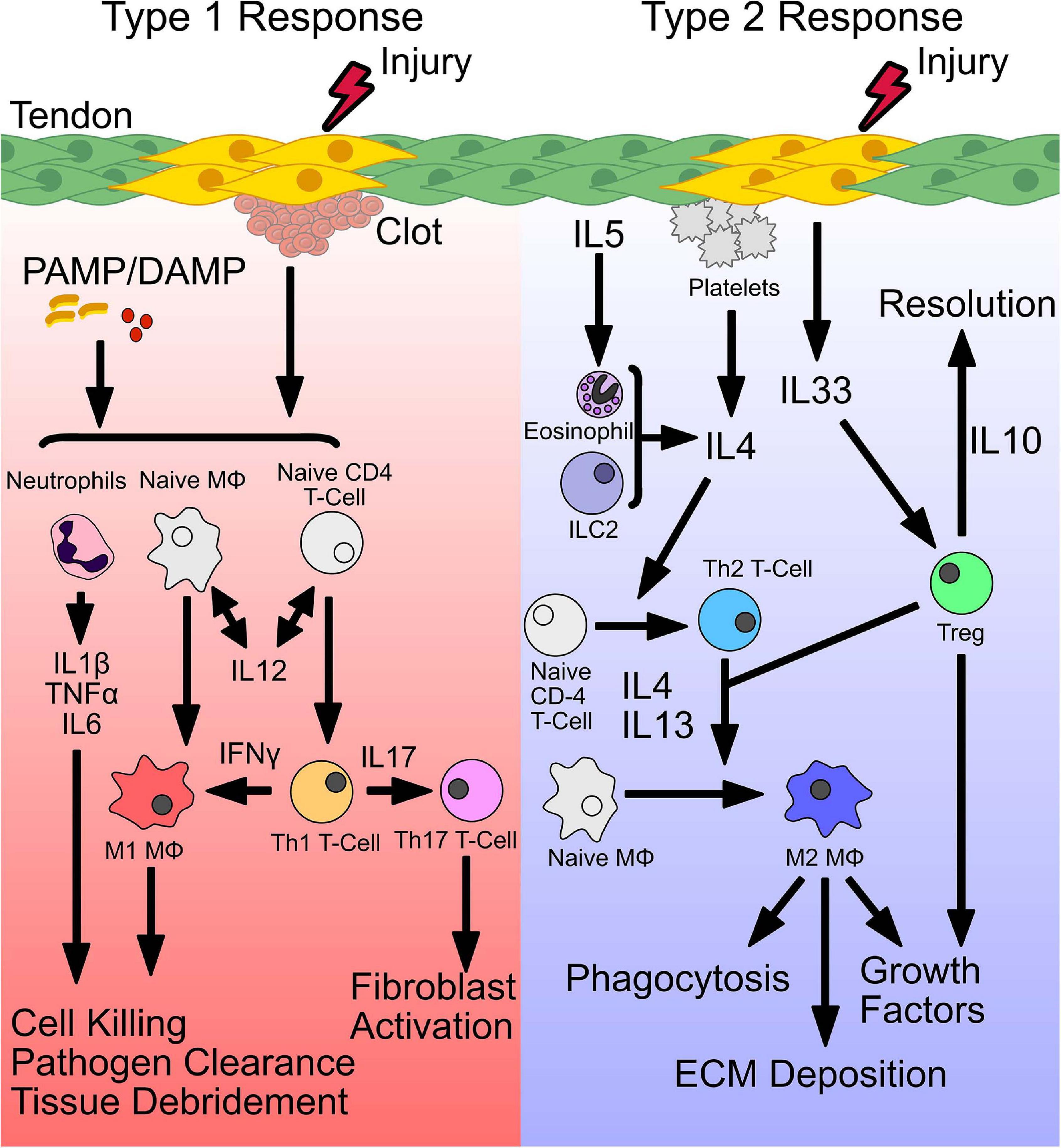 Frontiers  Exploring the contribution of pro-inflammatory cytokines to  impaired wound healing in diabetes