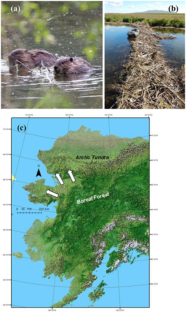 Figure 1 - (a) Two beavers eating shrub branches in a pond near Glenallen, Alaska.