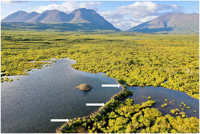 Figure 3 - Aerial view of a beaver pond in the tundra.