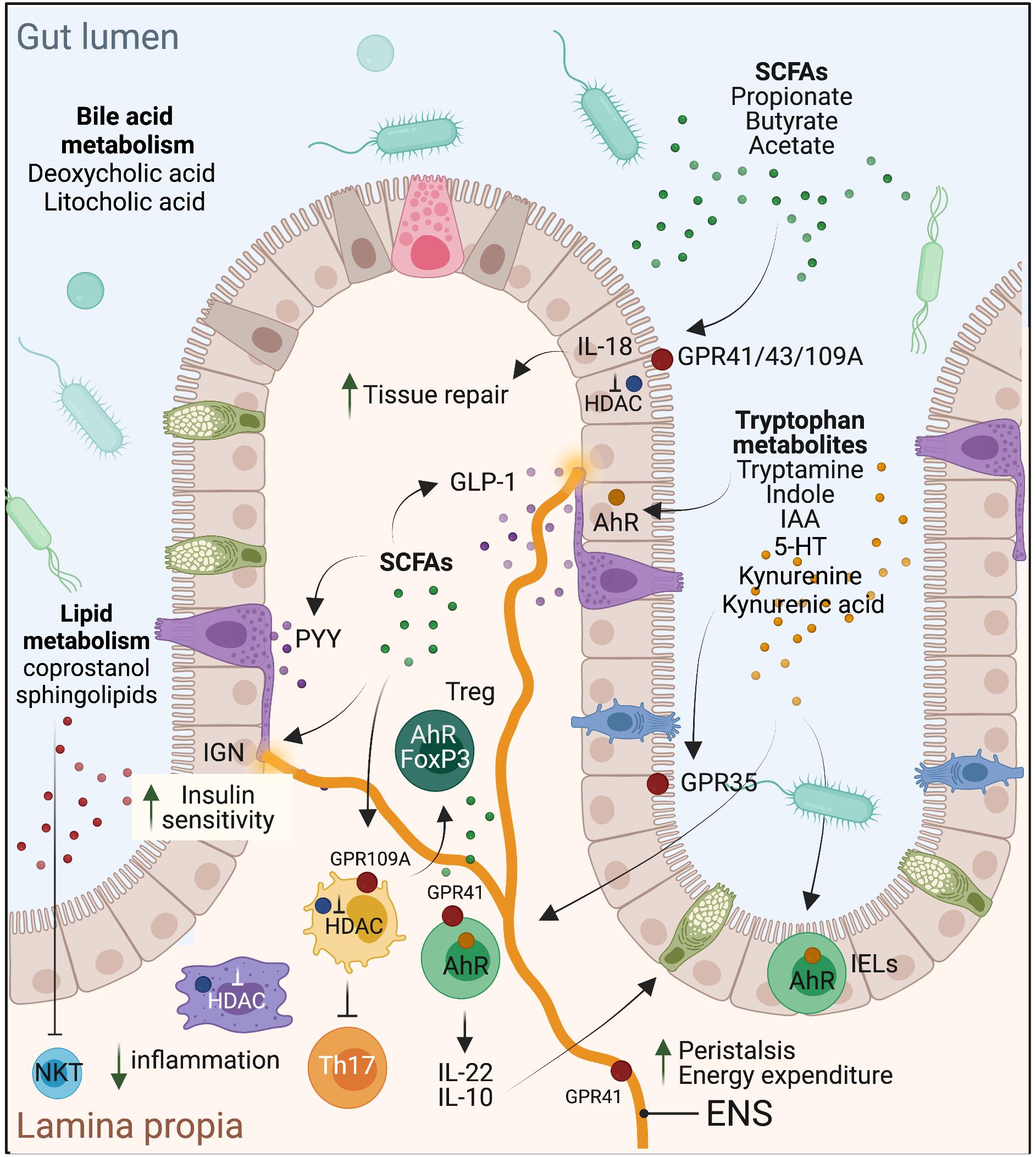 Frontiers  Effects of Oral Glucose-Lowering Agents on Gut Microbiota and  Microbial Metabolites