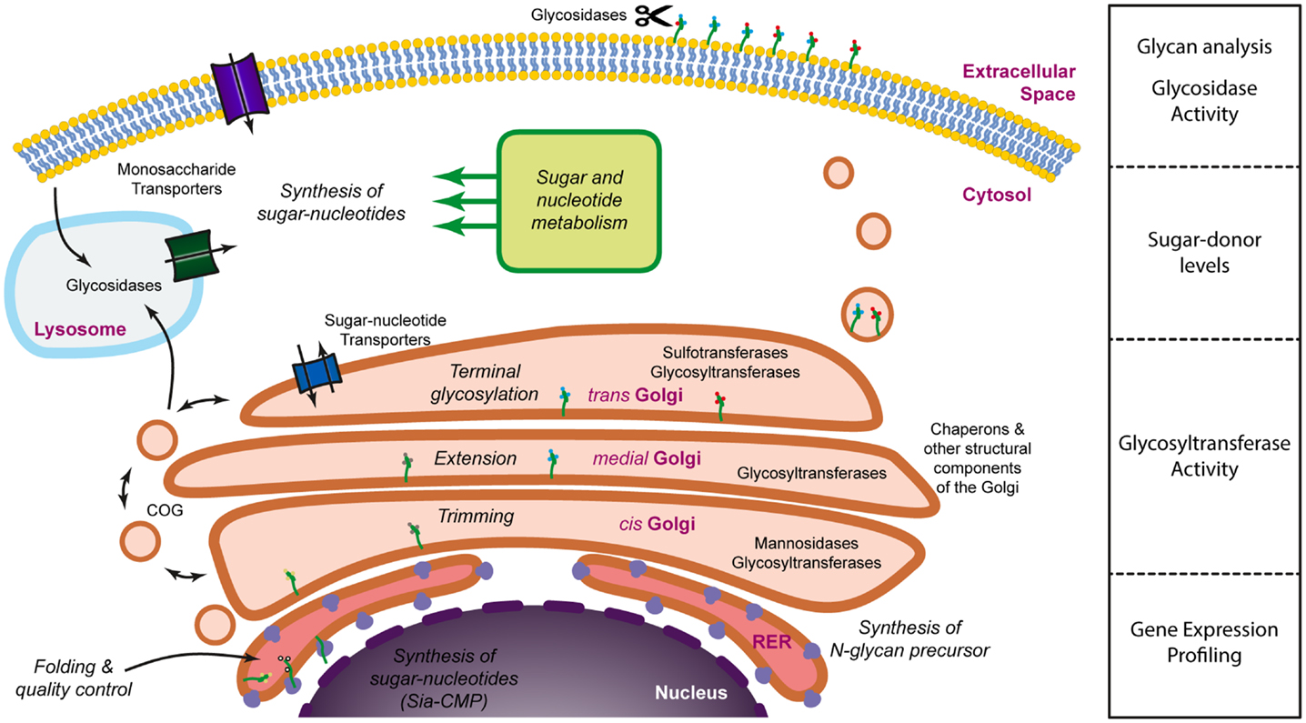 Big-Data Glycomics: Tools to Connect Glycan Biosynthesis to Extracellular Communication: Trends in Biochemical Sciences