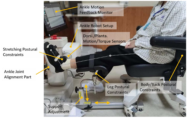 Ankle dorsi- and plantar-flexion torques measured by dynamometry