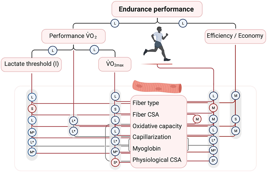 Frontiers | Under the Hood: Skeletal Muscle Determinants of Endurance  Performance