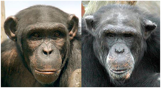 Figure 3 - Chimpanzees have personalities too.