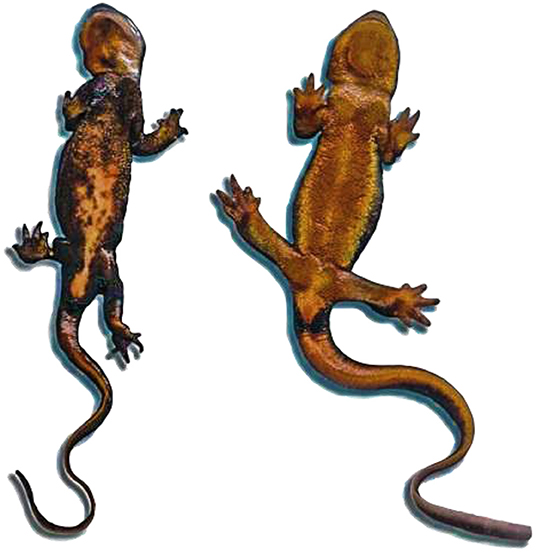 Figure 2 - Examples of the coloration patterns on the belly of a Mazama newt from Crater Lake (left) and a rough-skinned newt from nearby Spruce Lake, Oregon (right).