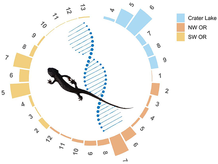 Figure 3 - Separation between newt populations created differences in the number and relative proportion of individual alleles within each population.