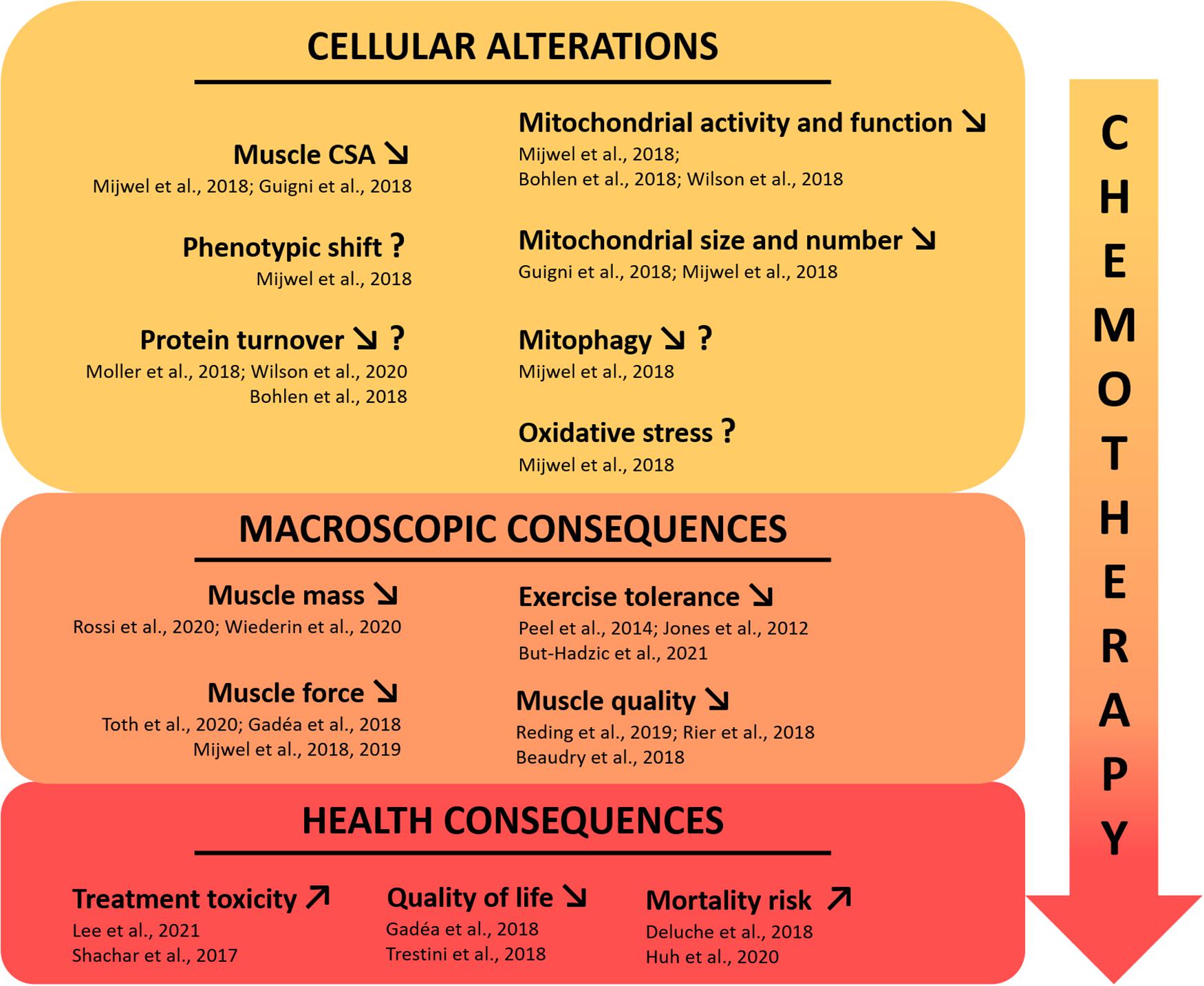 Frontiers Skeletal Muscle Deconditioning In Breast Cancer Patients Undergoing Chemotherapy Current Knowledge And Insights From Other Cancers