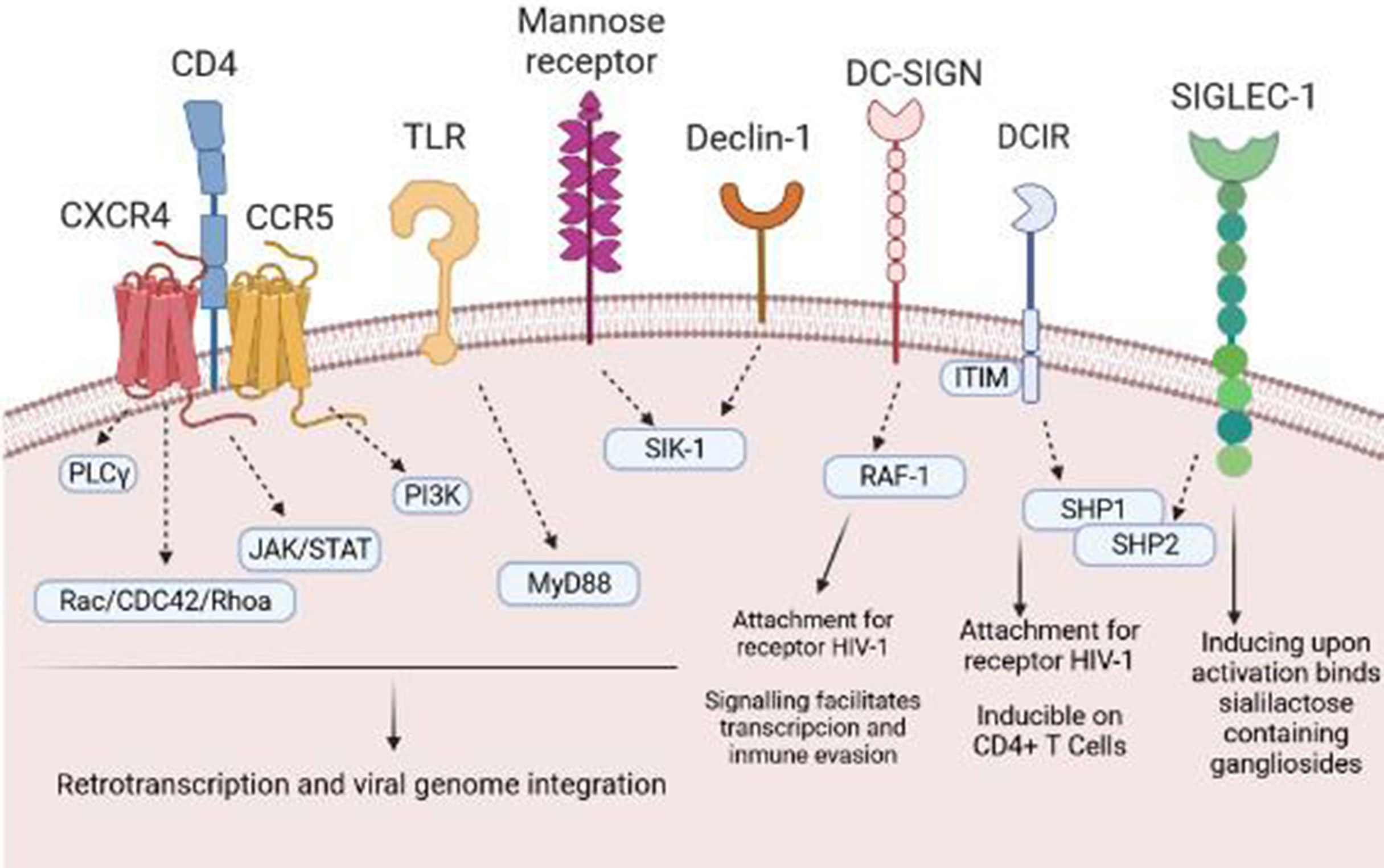 Hiv- 1 y 2 no reactivo que significa