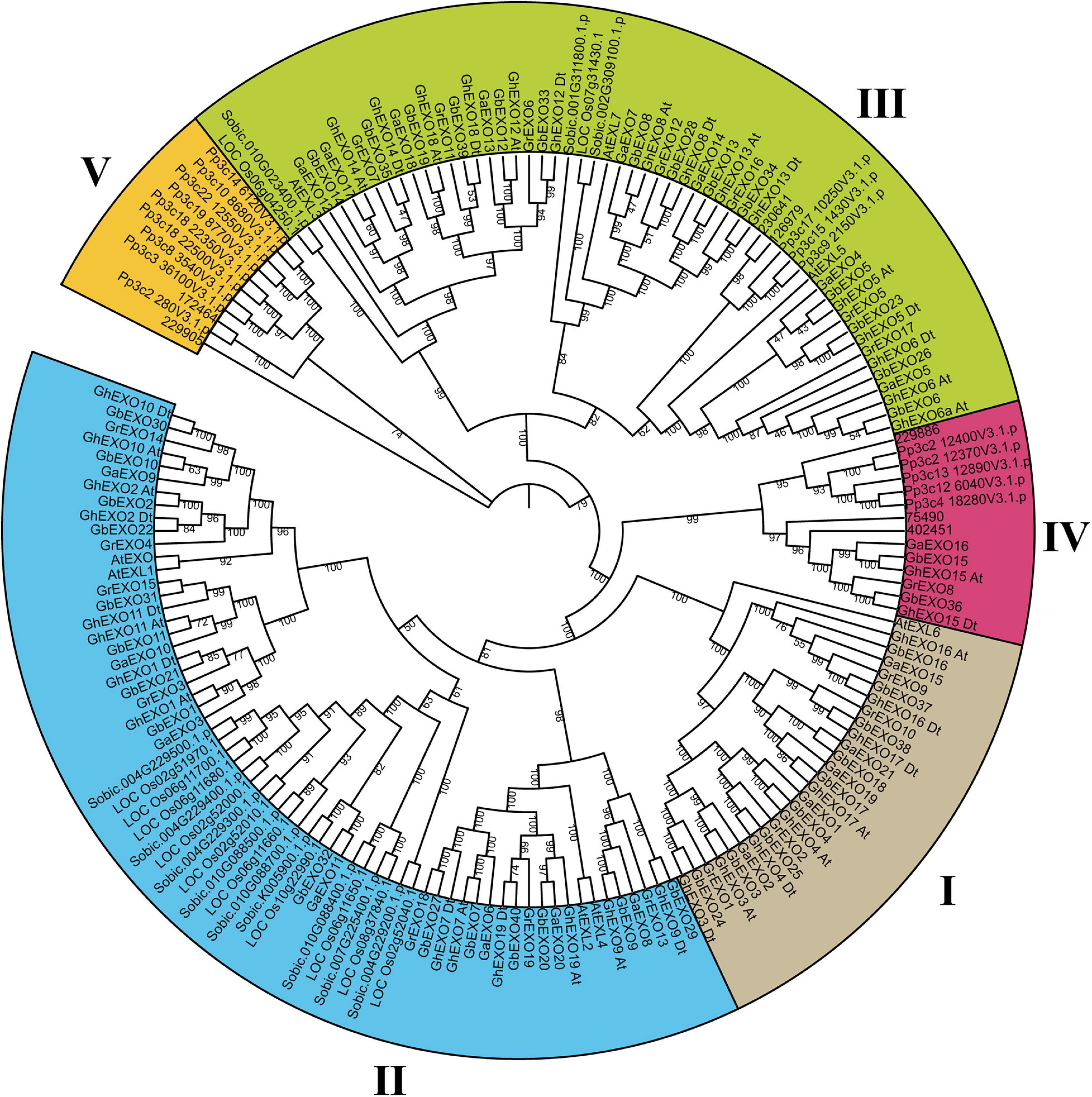Frontiers | Identification and Analysis of GhEXO Gene Family 