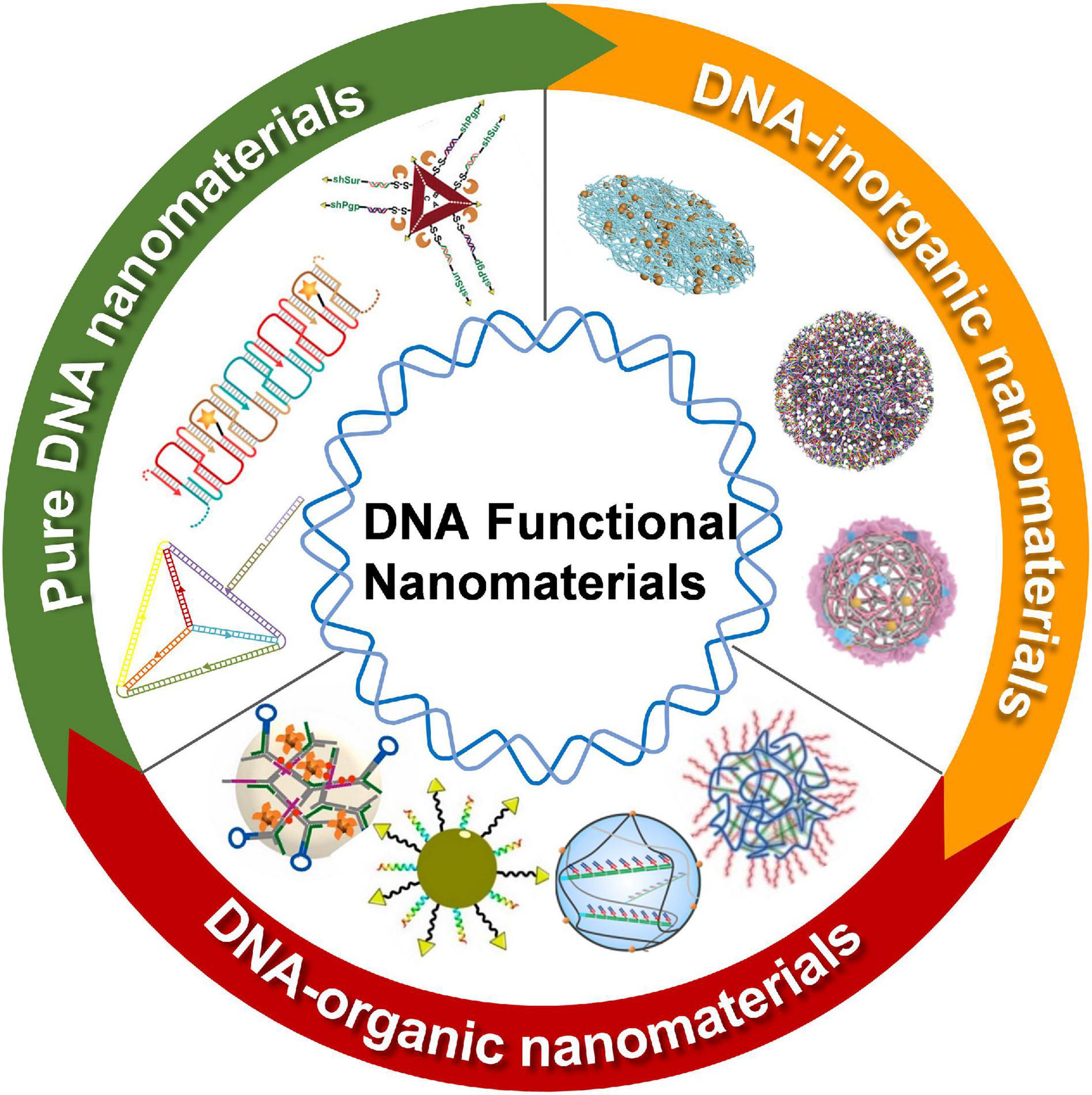 Functionalized Nanomaterial Assembling and Biosynthesis Using the