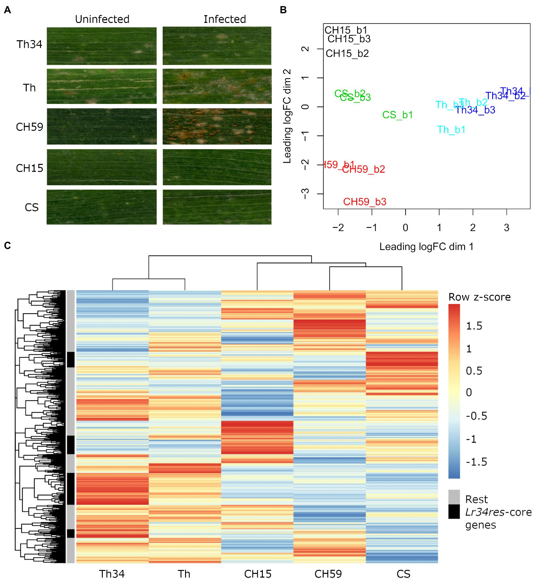 Leaf rust resistance gene фото 9