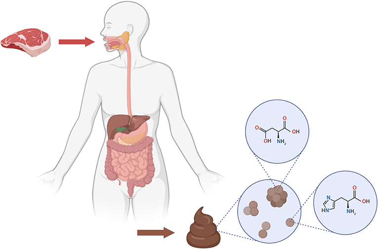 Figure 1 - By means of a method called metabolomics, we can measure which and exactly how much metabolites are present in for example a stool sample.