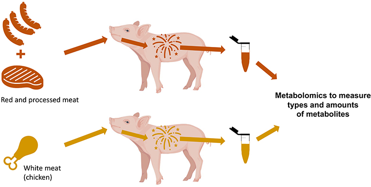 Are Red And Processed Meats Bad For Our Health Frontiers For Young Minds are-red-and-processed-meats-bad-for-our-health-frontiers-for-young-minds