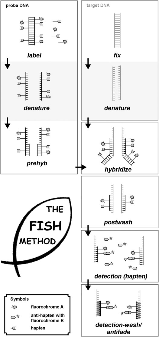 www.frontiersin.org