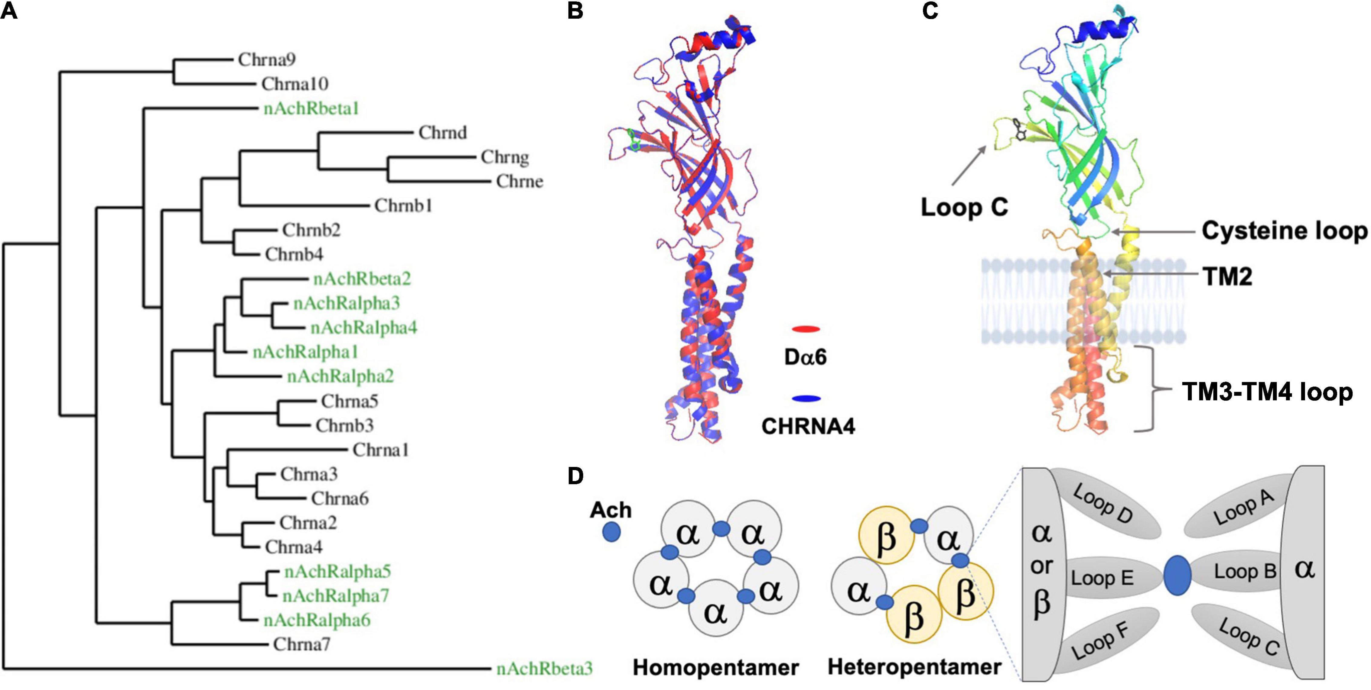 How can I measure brain acetylcholine levels in vivo? Advantages