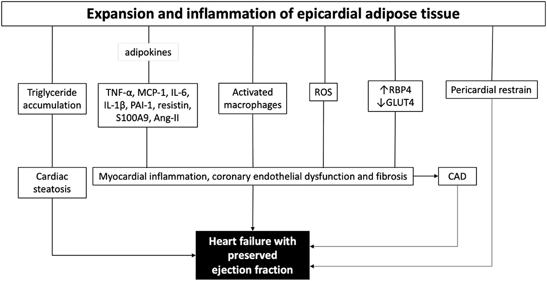 Value of peak strain dispersion in discovering left ventricular dysfunction  in diabetes mellitus