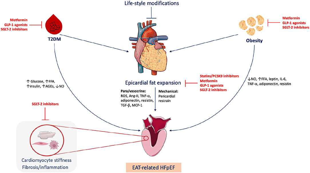 Frontiers  Deleterious Effects of Epicardial Adipose Tissue