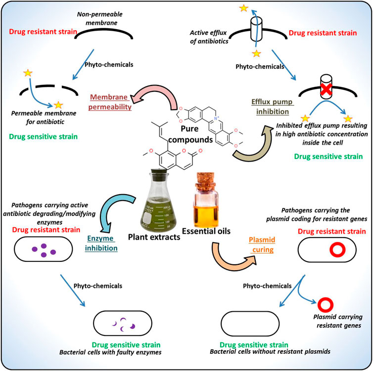 Antibacterial activity and antibiotic-modifying action of