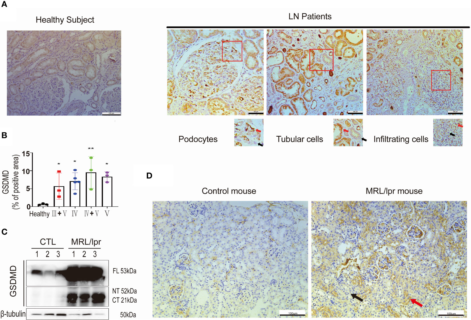 Frontiers | Novel Effects of Combination Therapy Through Frontiers | Novel Effects of Combination Therapy Through
