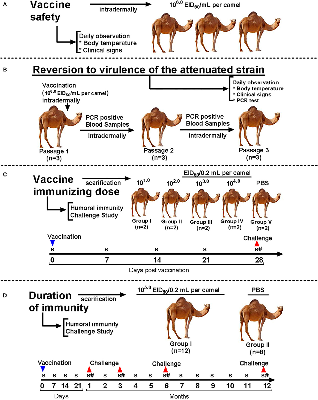 Frontiers | Development and Evaluation of a Live Attenuated Egg-Based  Camelpox Vaccine