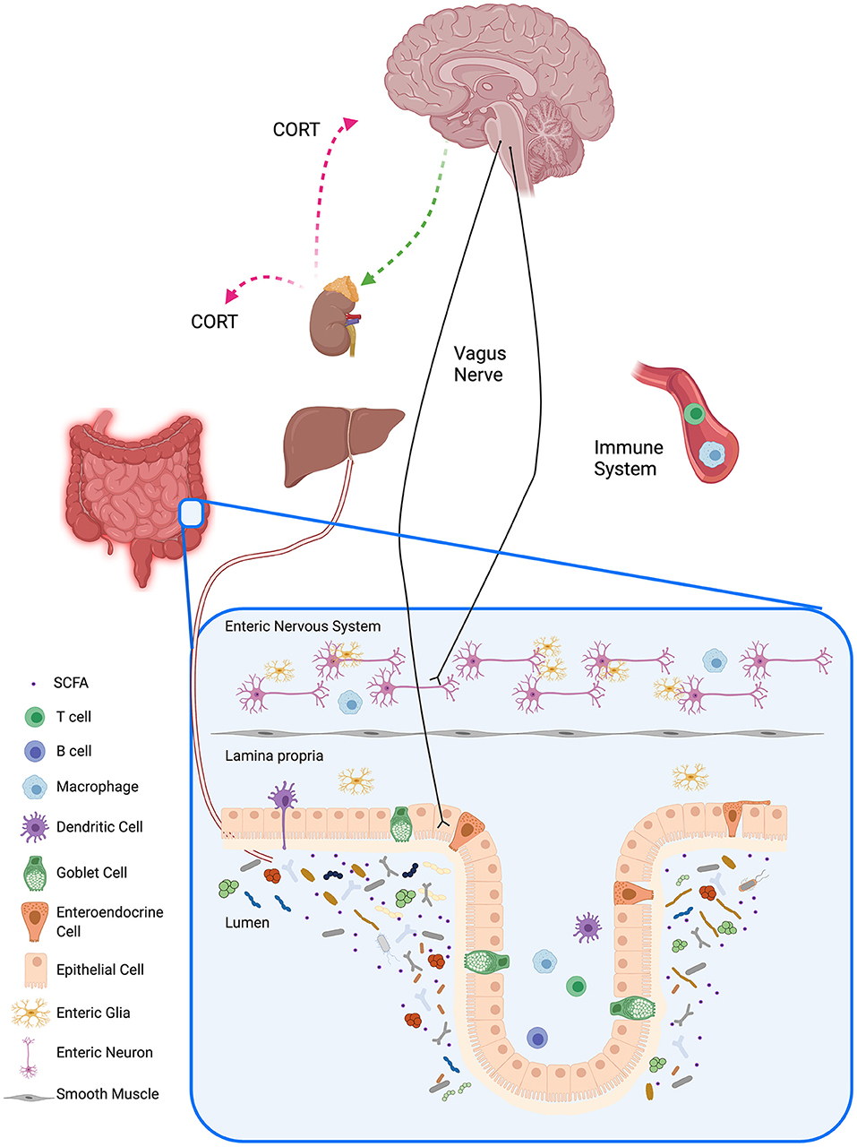 Gut Microbiome–Brain Alliance: A Landscape View into Mental and